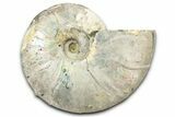 Silver Iridescent Ammonite (Cleoniceras) Fossil - Madagascar #344164-1